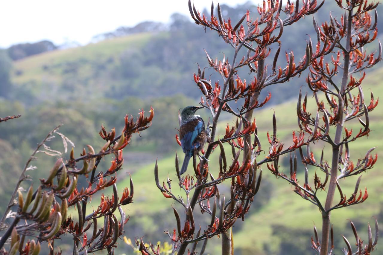 Kaka Ridge Retreat Luxury Cottage Tawharanui Bagian luar foto